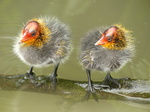 FZ030259 Coot chicks standing on branch (Fulica atra).jpg